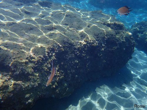 Unterwasserwelt von Matala