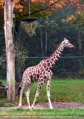 Giraffe