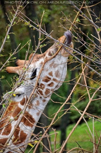 Giraffen 04