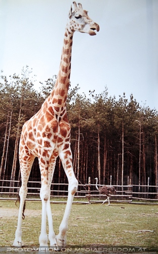 Giraffe
