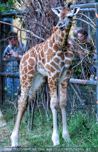 Giraffen 2