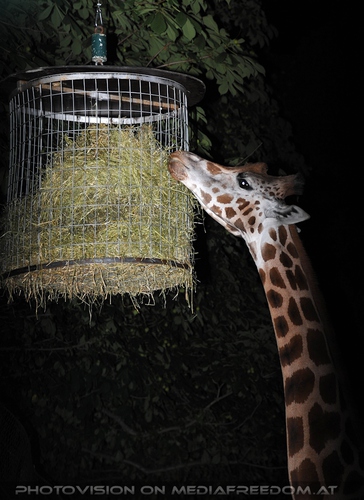 Wildlife and Nightlife - Pix 096