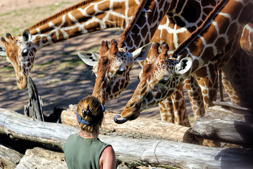 Giraffen F�tterung