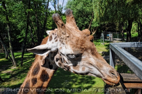 Giraffen Herde 2