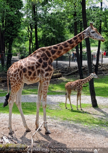 Giraffen Herde 6