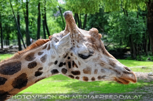 Giraffen Herde 8