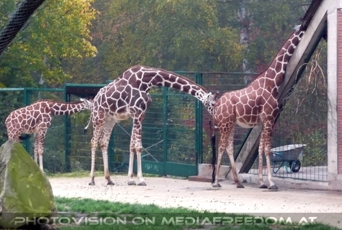 Giraffen Karawane