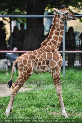Giraffenjunges