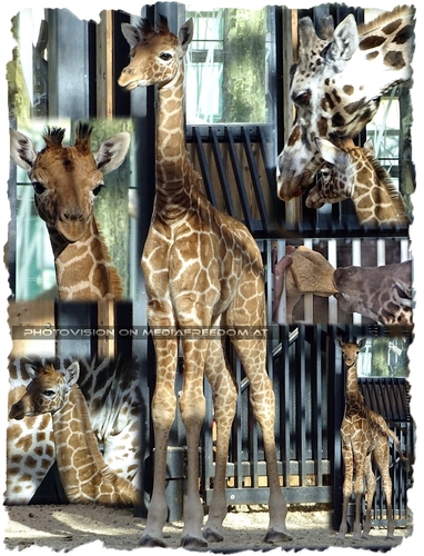 Erstmals in der �ffentlichkeit