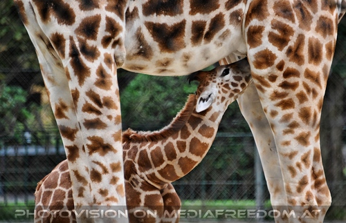 Giraffentr�nke