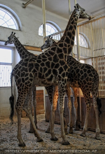 Im Giraffenhaus 1
