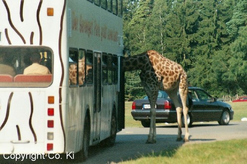 Ihre Fahrkarten bitte...