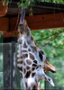 Giraffe 3