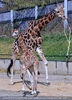 Junge Giraffe 2