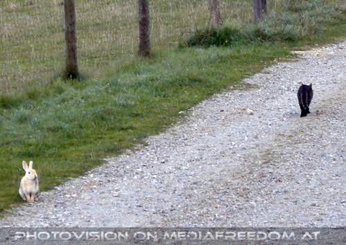 Die Katze hat mich nicht gesehen...