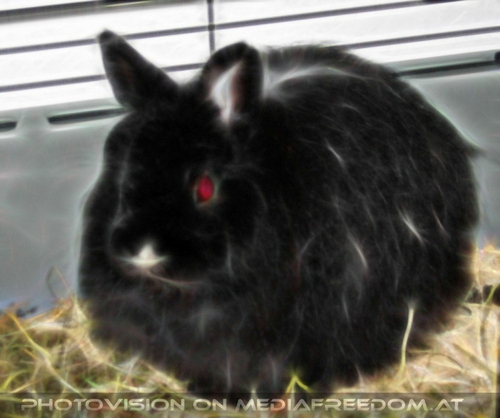 Red eye rabbit