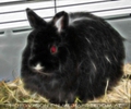 Red eye rabbit
