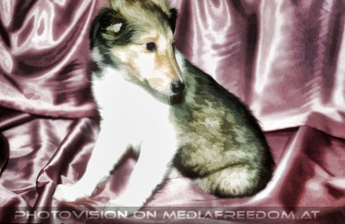 Die Tricolore-Collies 11