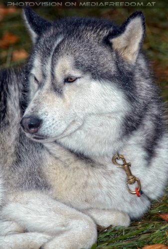 Wulfshill Husky Team 15