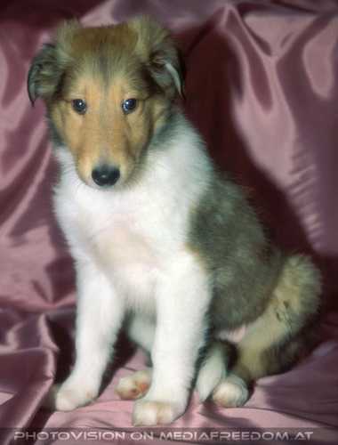 Die Tricolore-Collies 13