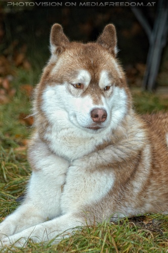 Wulfshill Husky Team 18