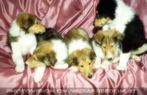 Die Tricolore-Collies 17