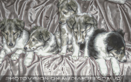 Die Tricolore-Collies 20