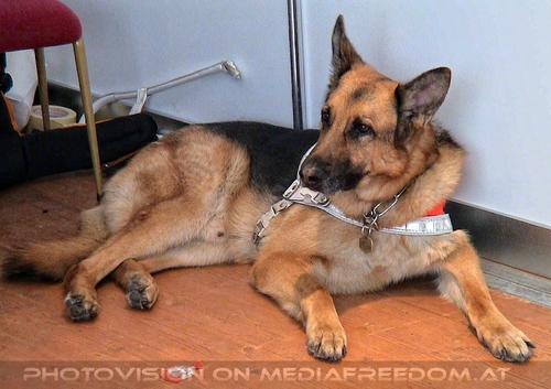 Hund, Katz und Co 03