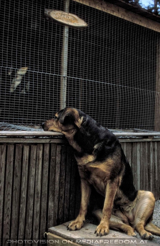 Wo ist der Waschb�r