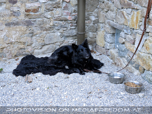 Elfen, Gnome und Druiden 17