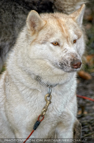 Wulfshill Husky Team 03