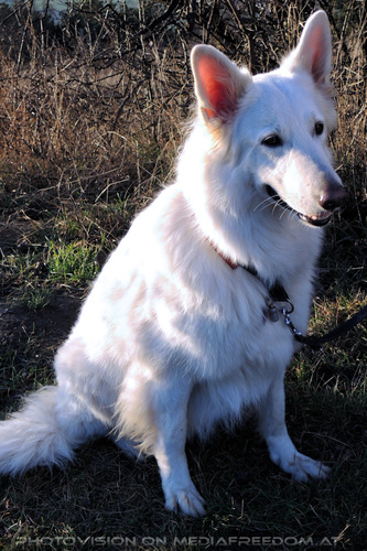 The Spirit of Friends 16