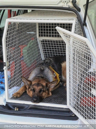 Hund, Katz und Co 02