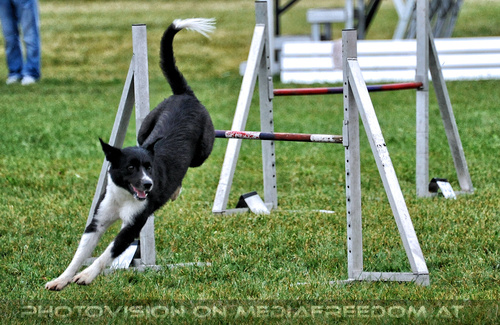 Dog Agility 10