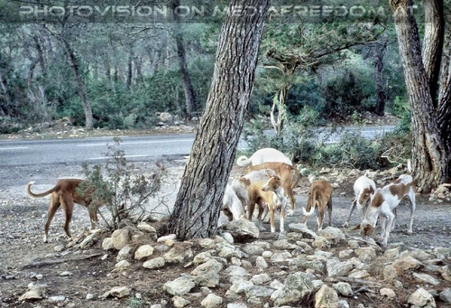 Ibiza Dog Connection 02