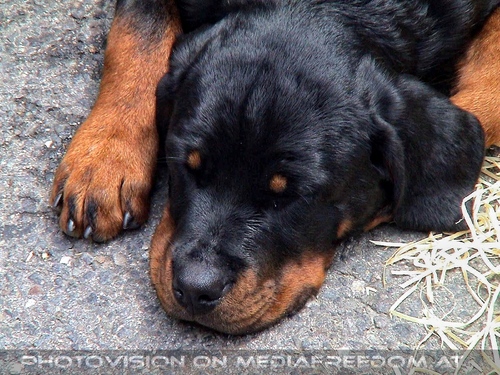 Hund, Katz und Co 13