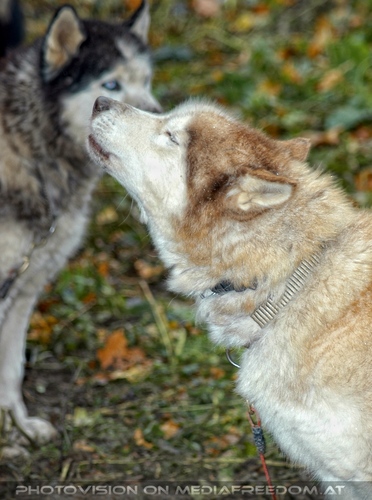 Wulfshill Husky Team 06