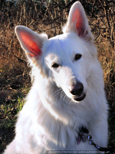 The Spirit of Friends 18