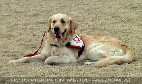 Hund, Katz und Co 09