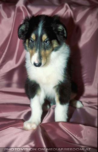 Die Tricolore-Collies 06