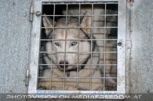 Wulfshill Husky Team 09