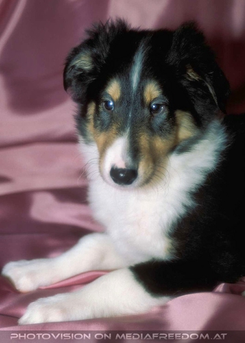 Die Tricolore-Collies 07