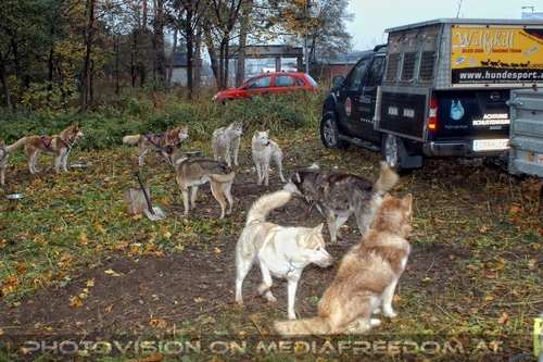 Wulfshill Husky Team 08