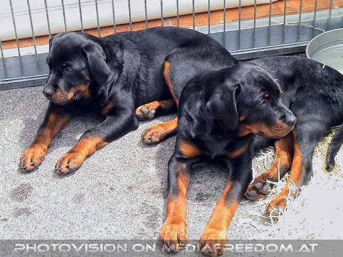 Hund, Katz und Co 12