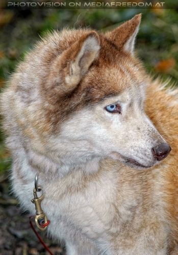 Wulfshill Husky Team 12