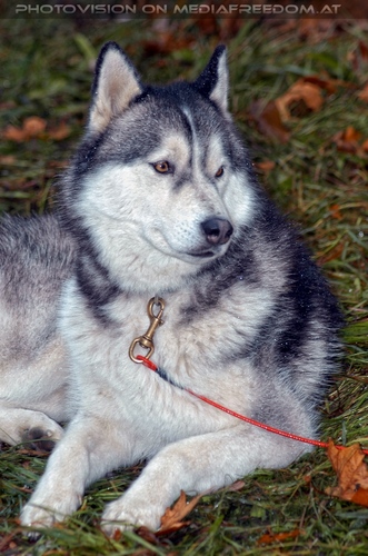 Wulfshill Husky Team 17