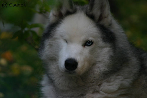 Siberian Husky: Arina