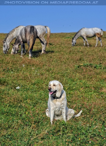 Bei den Junghengsten 26