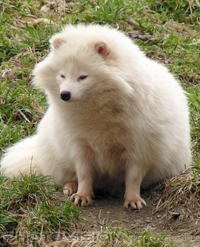 White dog