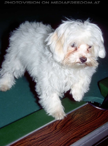 Reality Vision Pix 12